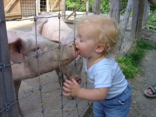 Baby kissing pig