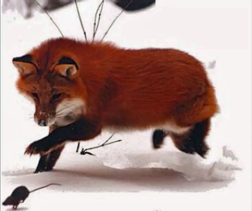 Fox chasing a mouse in the snow.