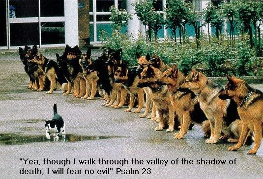 The most courageous and confident cat in the world - dogs - german sheep dog - shepherd