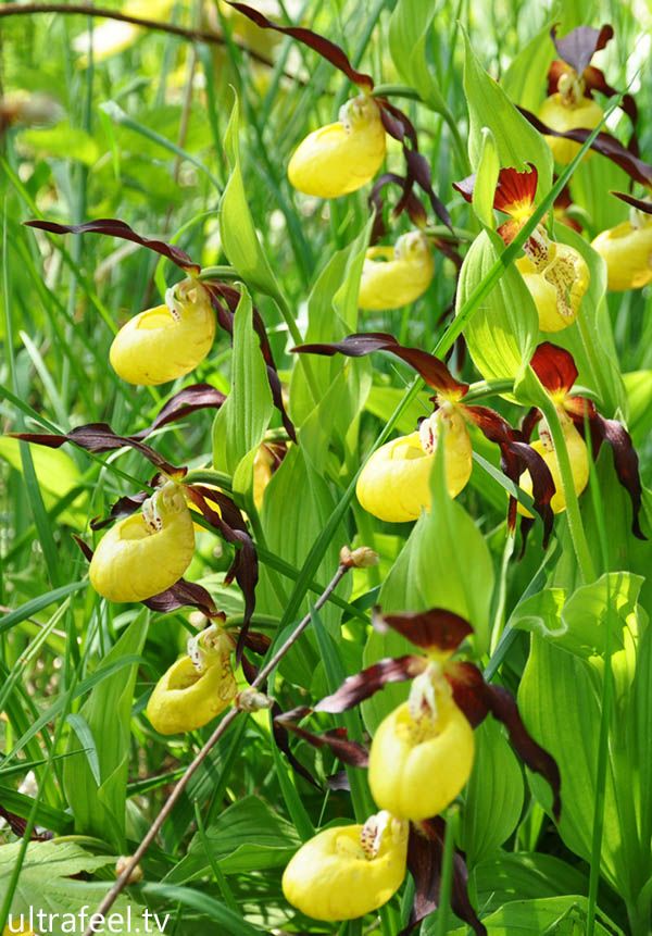 Lady's-slipper orchid (ultrafeel.org)