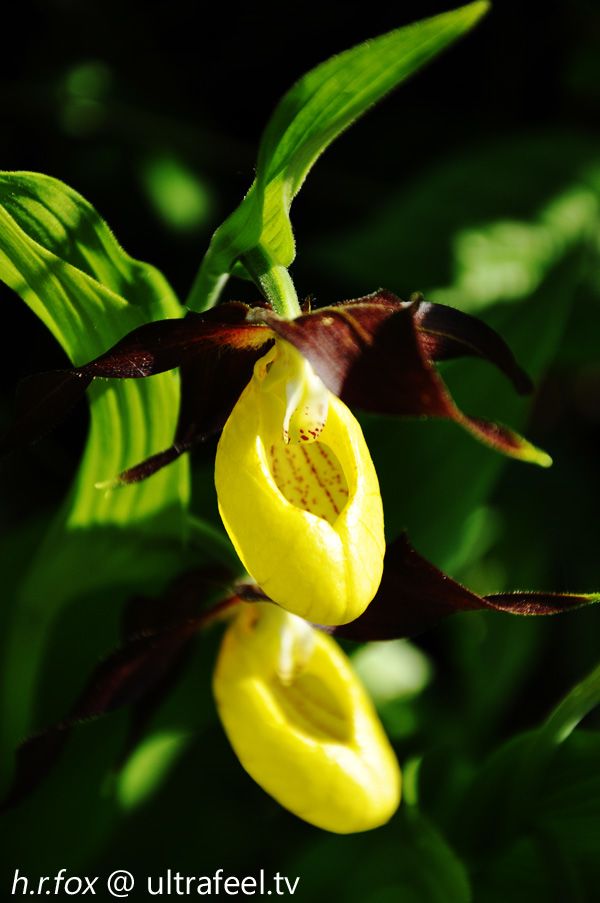 Lady's-slipper orchid (ultrafeel)