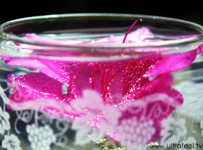 Glass with water and pink flower