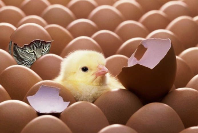 Cat in egg with chicken