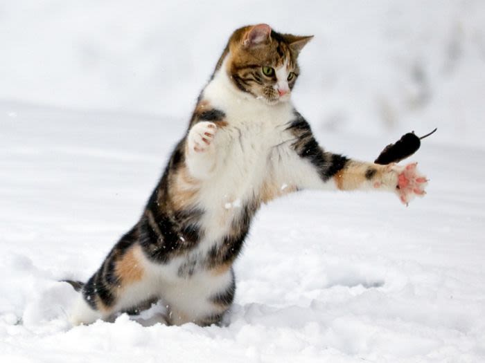 Mouse flying through paws of cat