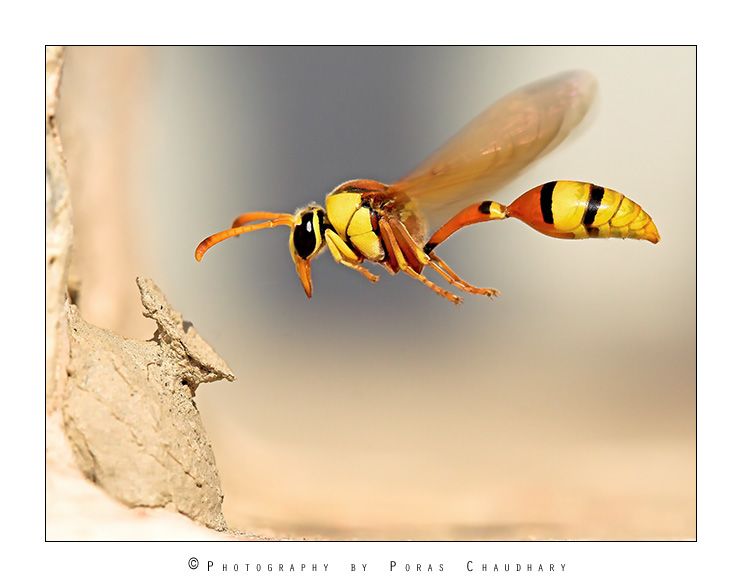 Wasp Macro Shot By Poras Chaudhary