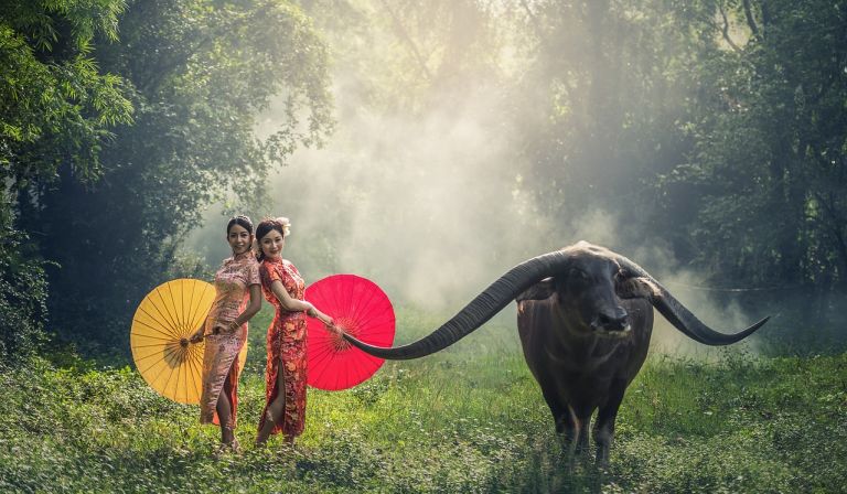 Women in Asia with buffalo/cow and umbrellas