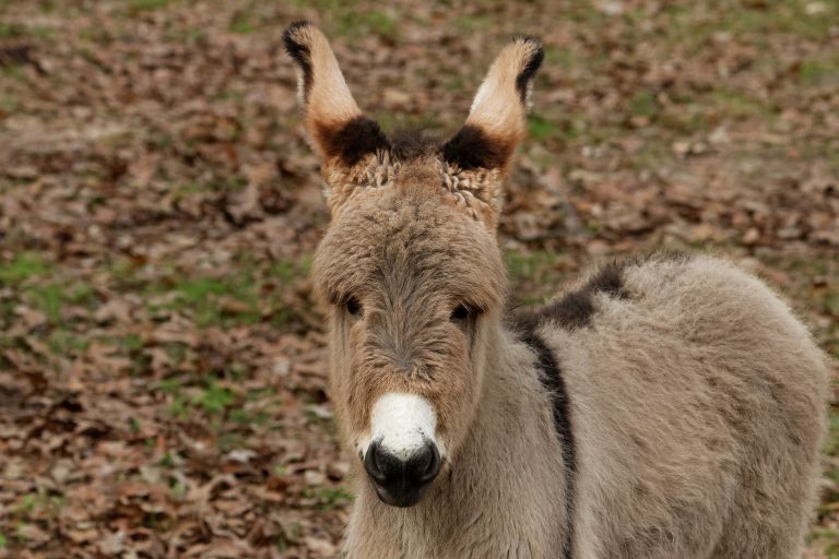 Baby donkey