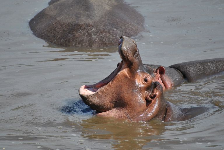 Baby hippo with wide open yawning mouth