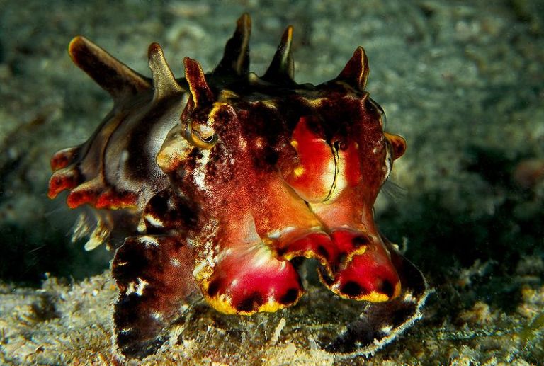 Flamboyant Cuttlefish (Metasepia Pfefferi)