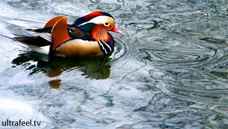 Mandarin duck, Ente