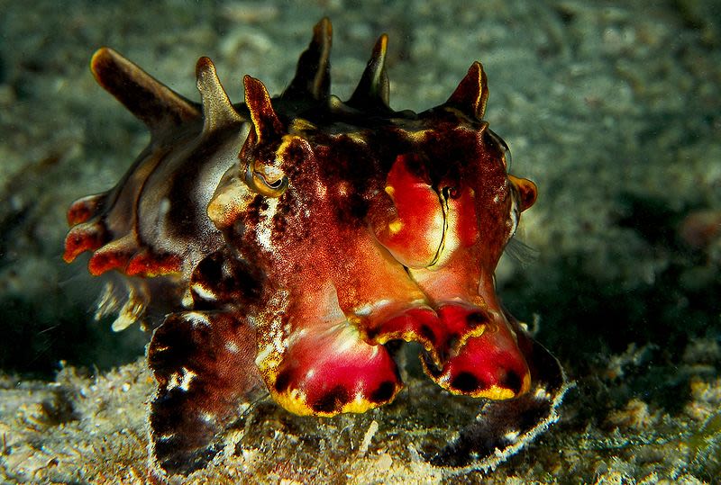 Flamboyant Cuttlefish (Metasepia Pfefferi)