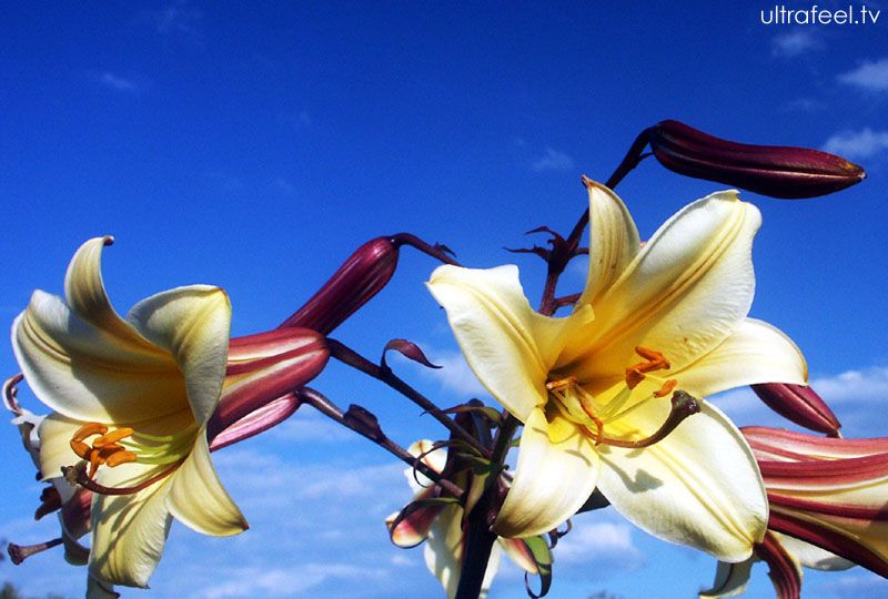 Yellow Lily in the Blue Sky (Lilium)