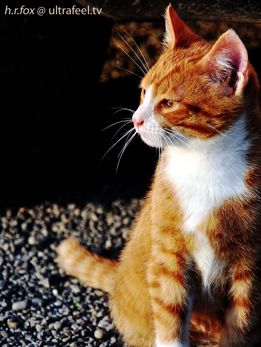 orange cat (ultrafeel)