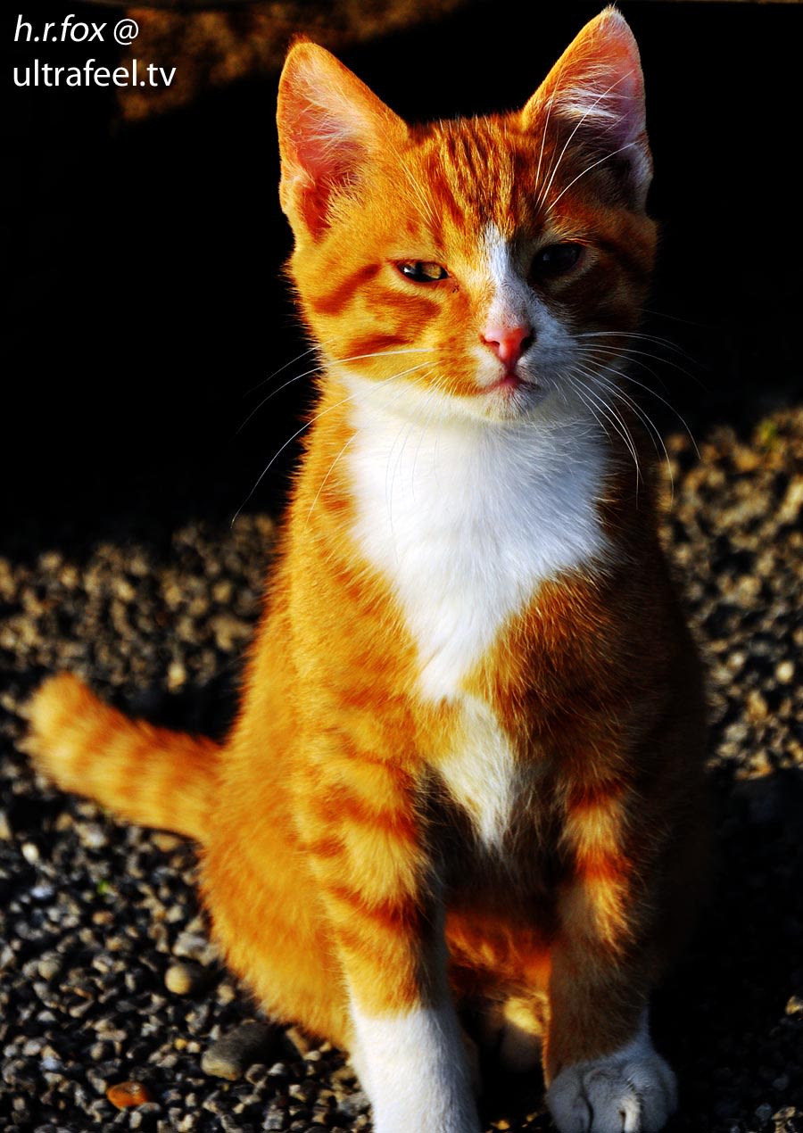 This is quite an elegant orange-white cat (ultrafeel)