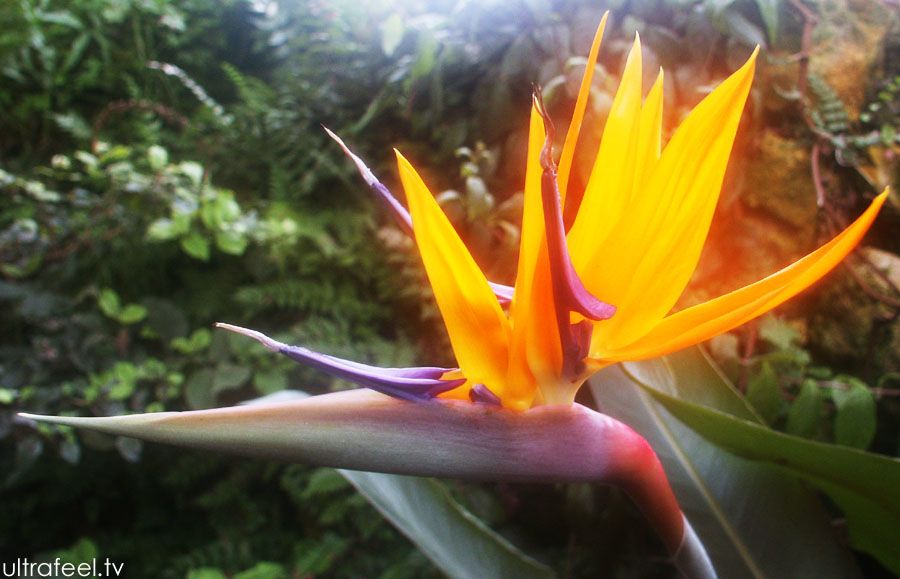 Bird of Paradise - Flower