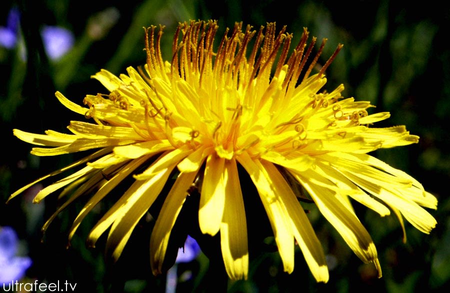 Dandelion (Taraxacum officinale)