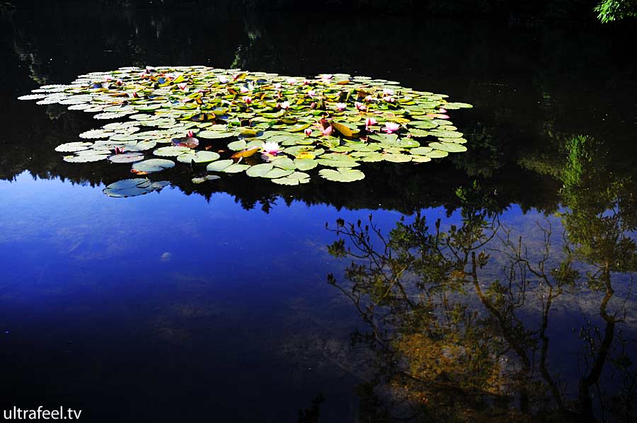 Blue pond seerosen (Ultrafeel)