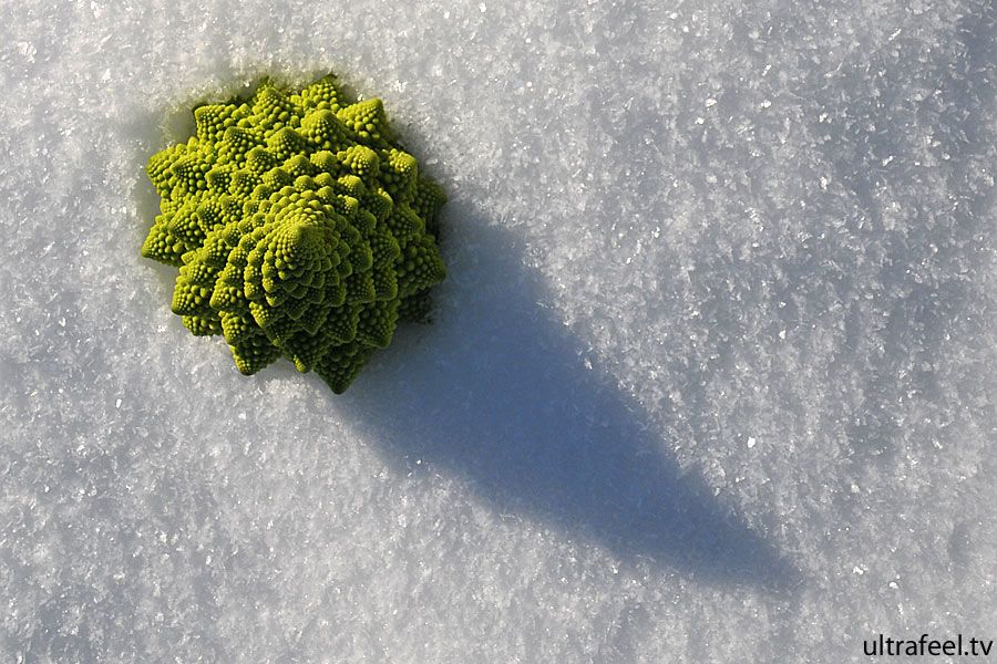 Vegetable in fractal: Romanescu/Cauliflower on snow (c) Ultrafeel