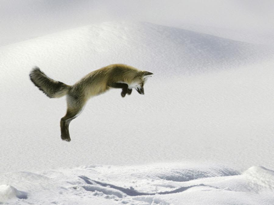 Jumping fox in the snow. Jumping fox in the snow.