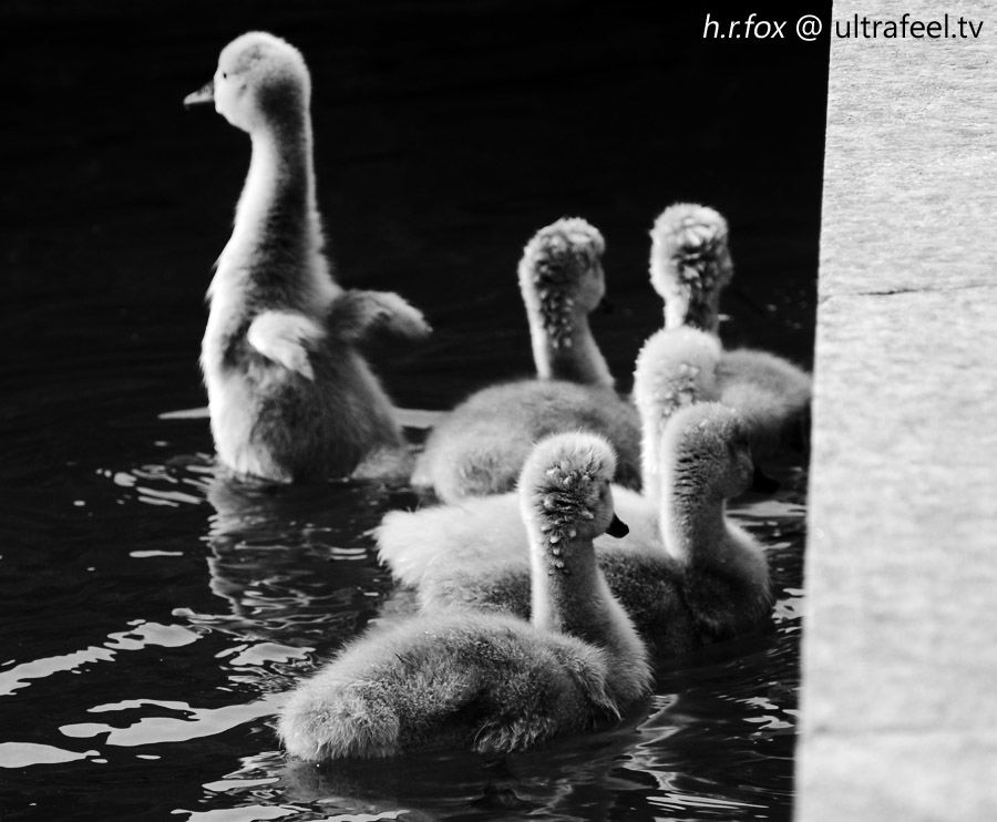 Swan babies in water