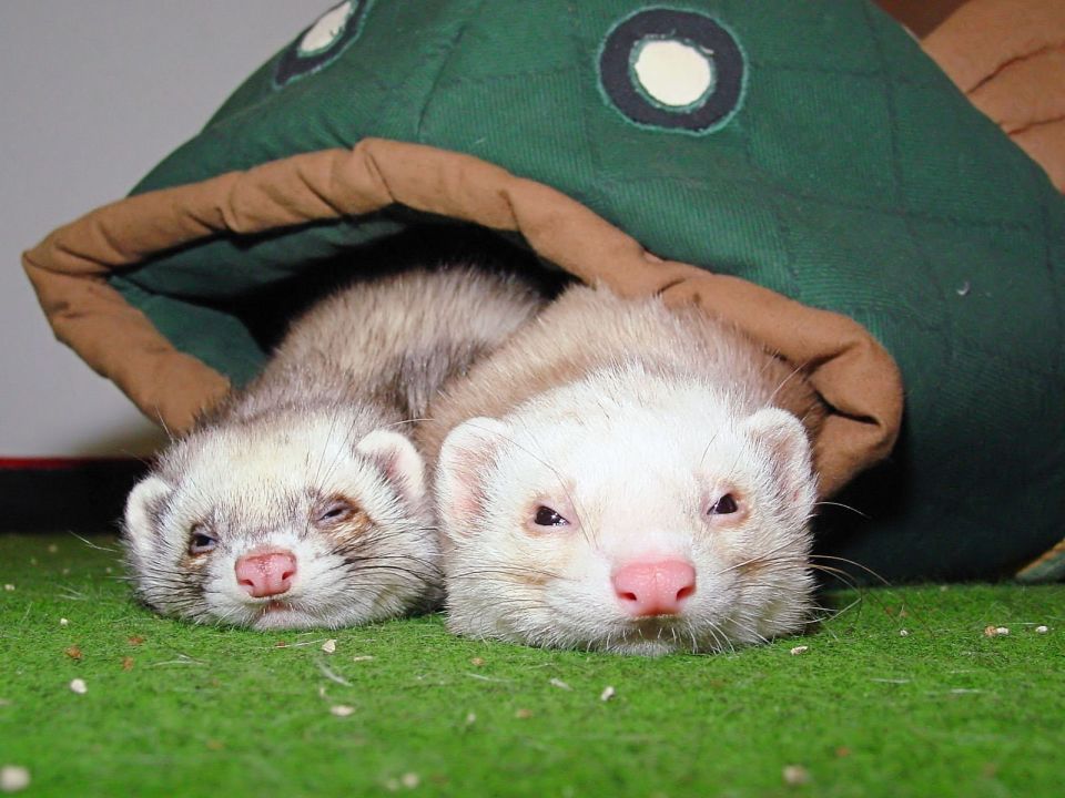 Ferrets and a frog...