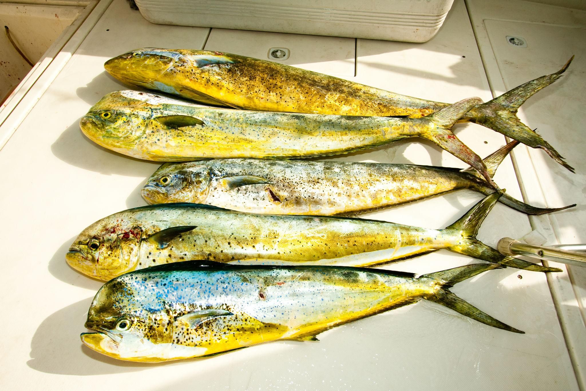 Dorado