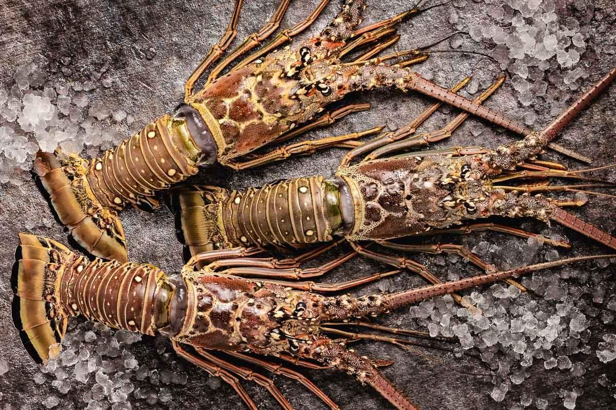 Langosta