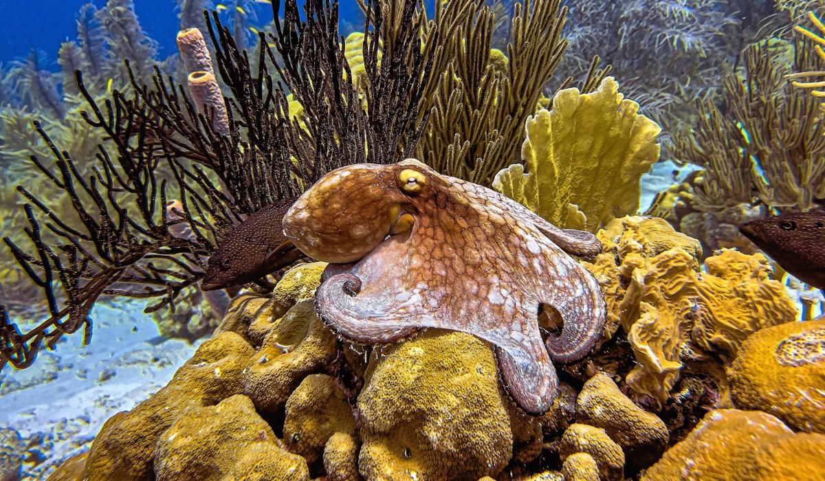 Pulpo