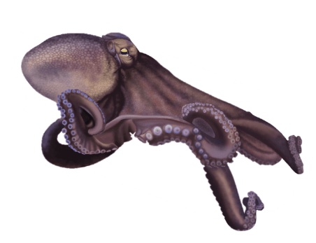 Pulpo