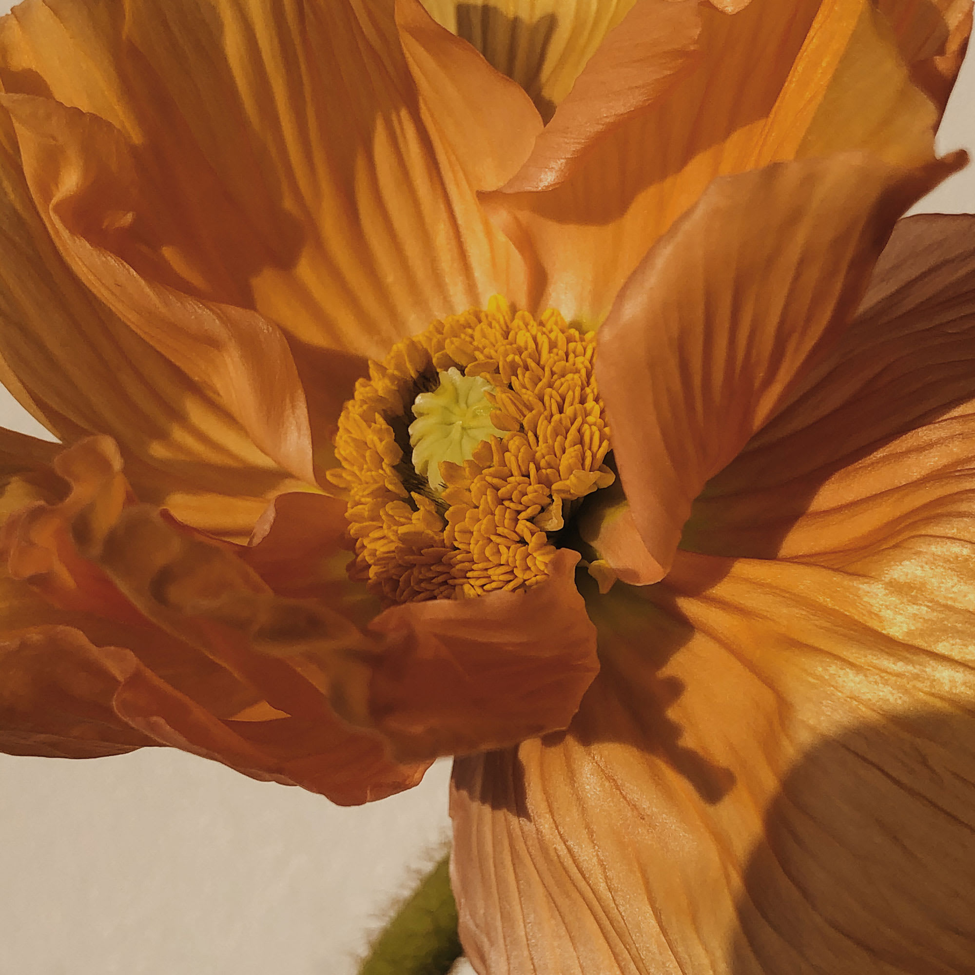 Vibrant orange flower macro shot, symbolising rejuvenation, skin vitality, and nature-inspired skincare.