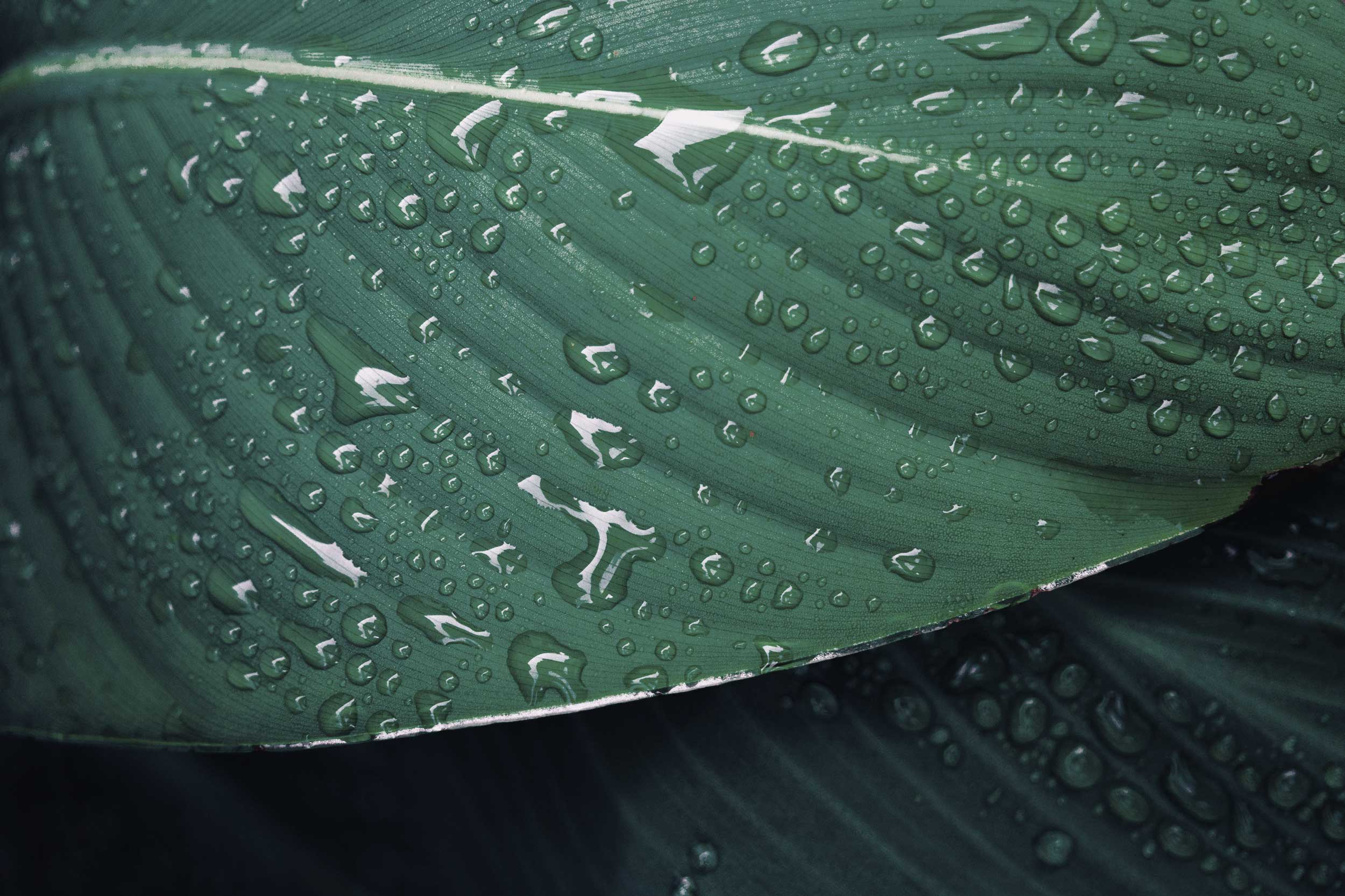 Close-up of water droplets on a tropical leaf symbolising skin hydration and natural skincare benefits.