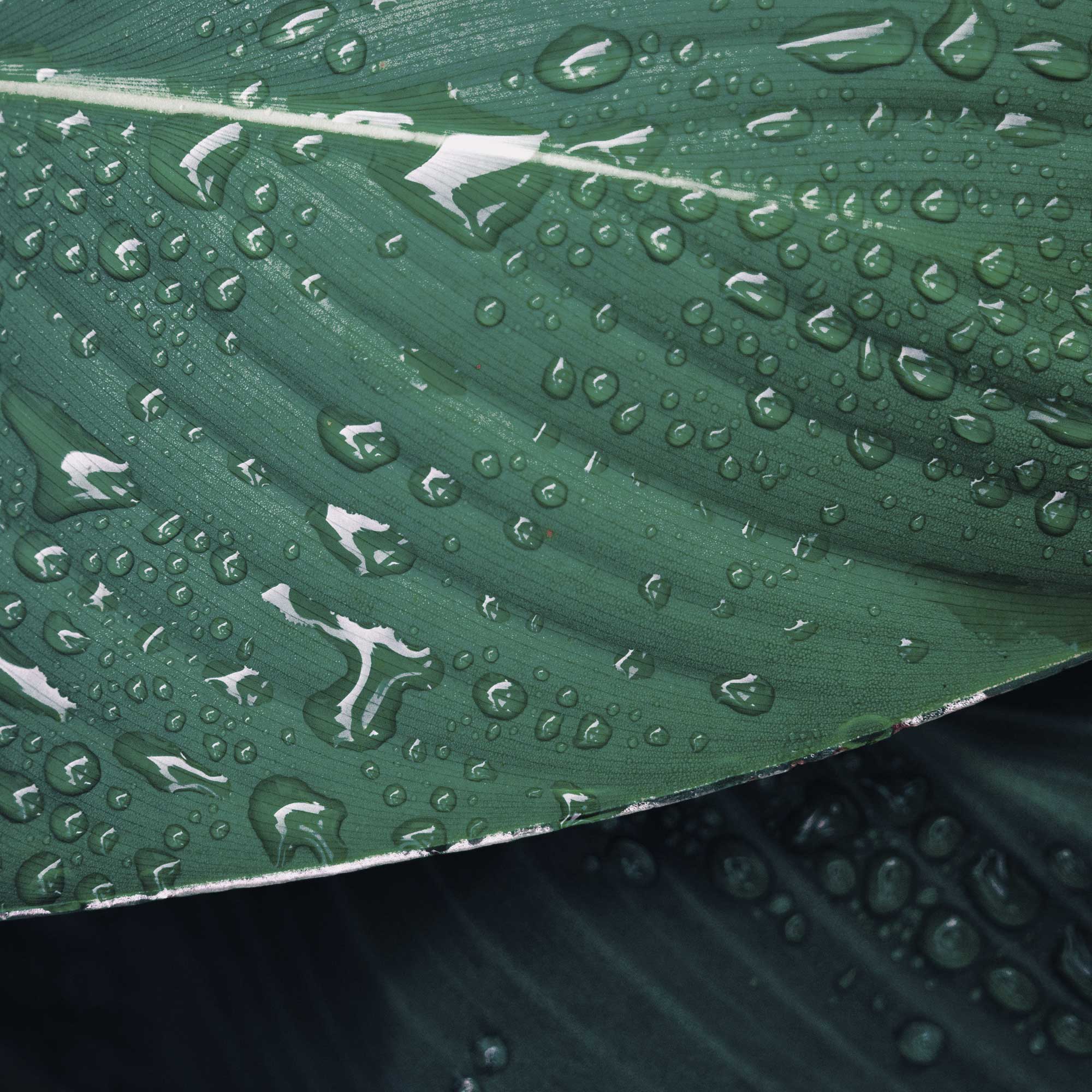Close-up of water droplets on a tropical leaf symbolising skin hydration and natural skincare benefits.