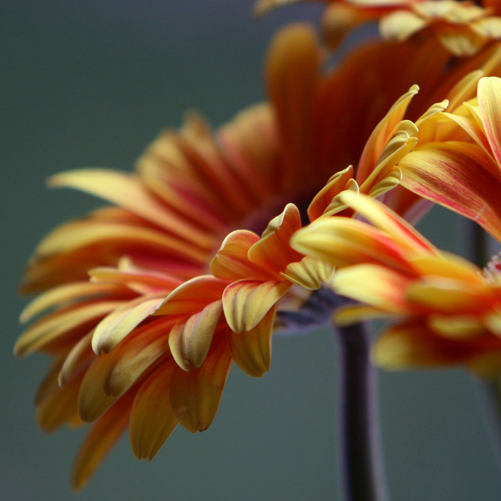 Close-up of vibrant orange and yellow flowers against a soft green background, symbolising natural radiance and botanical skincare.