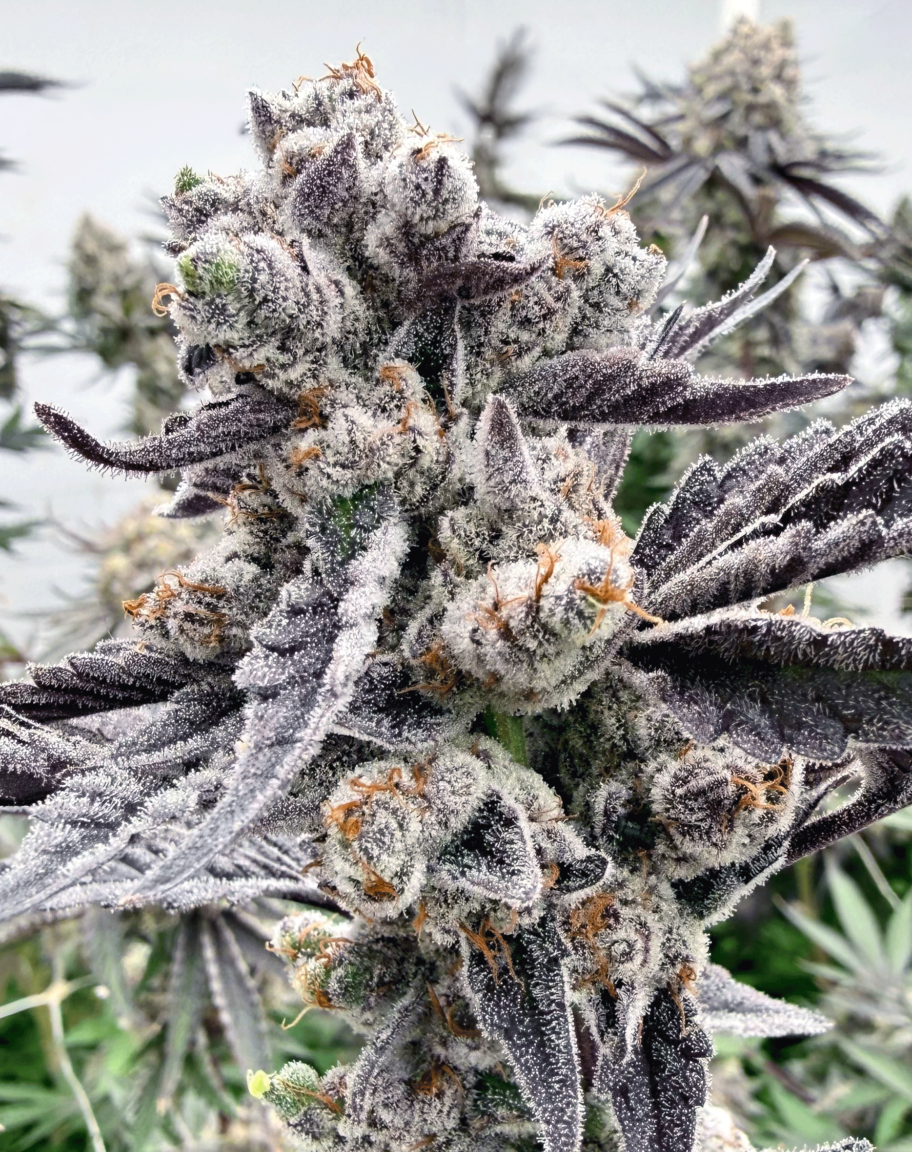 Mule Fuel x Nana Glue