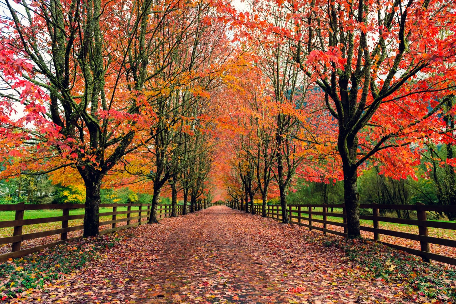 Autumn Road, Pacific Northwest