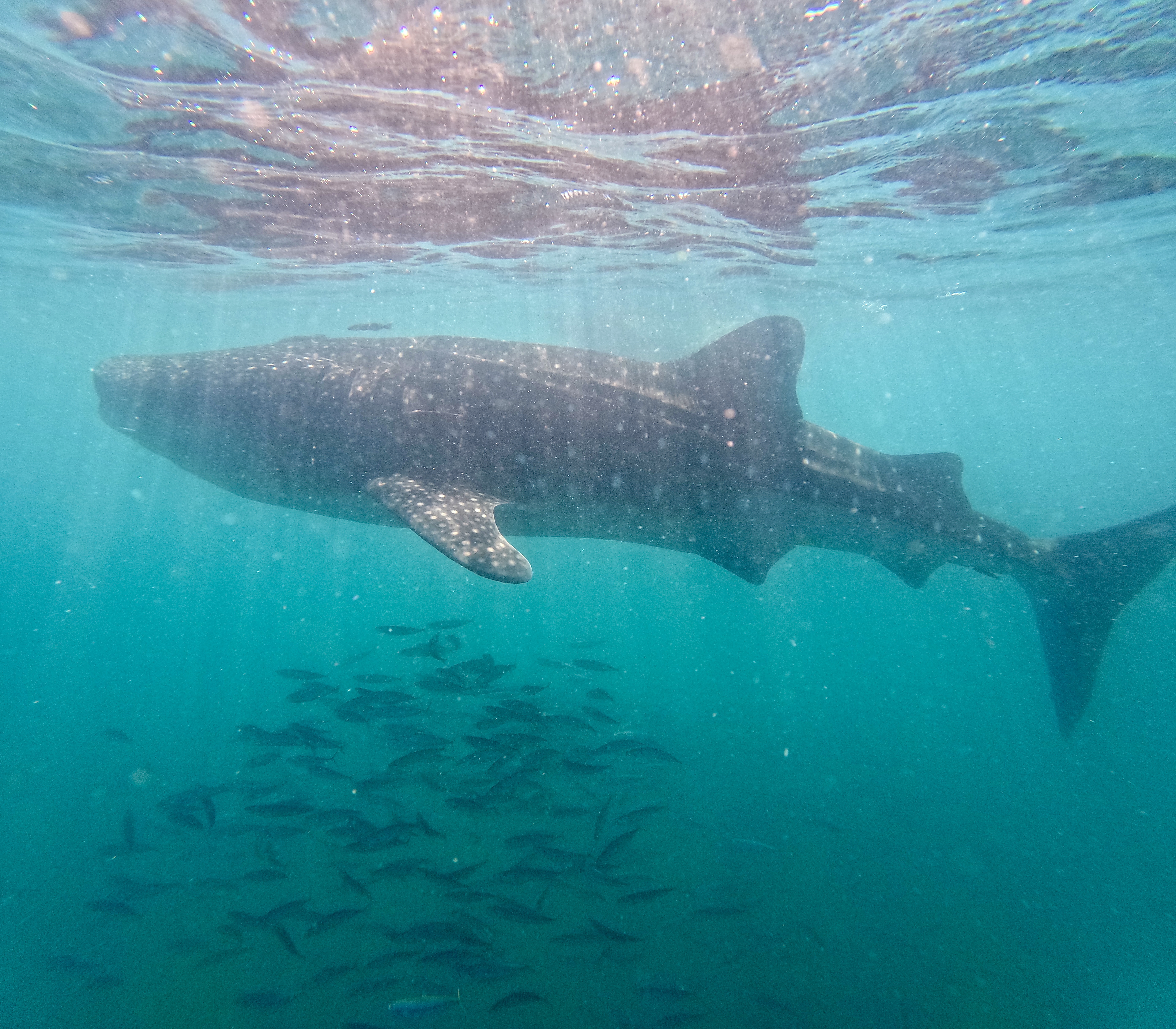 Baja California — photograph 1