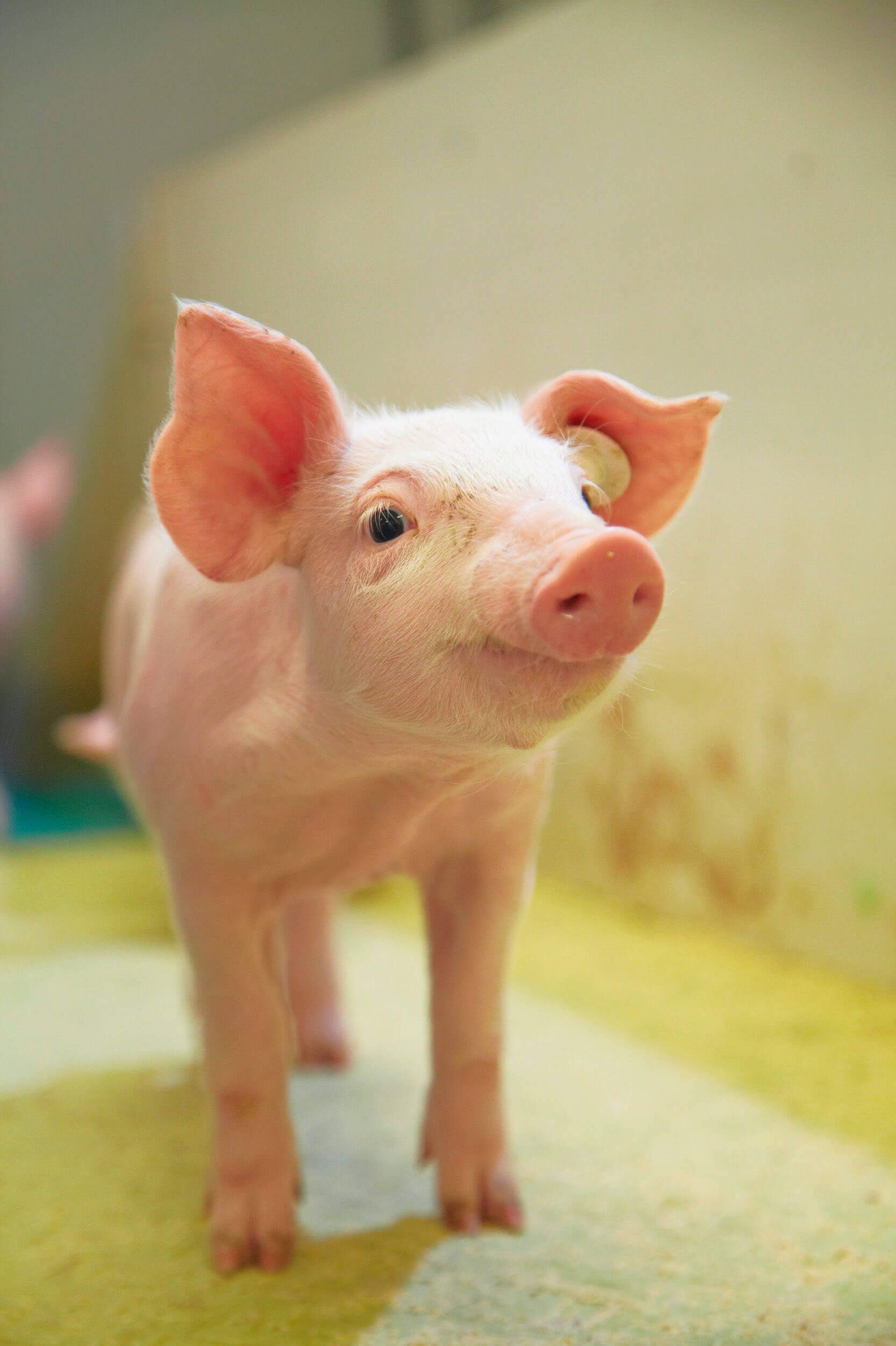 Rasmus Schübel Fotograf Münster Dr. Mielke Futtermittel Agrar Website Branding professionelles Business Portrait Geschäftsführer freundlich kompetent