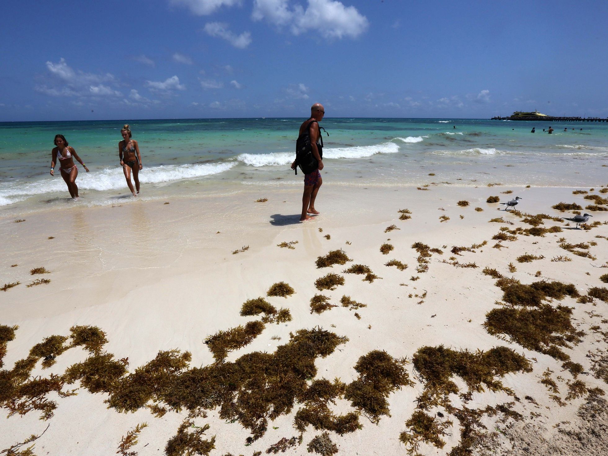 Temporada de sargazo 2026: qué deben saber los turistas