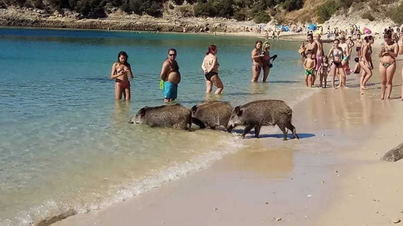Қабандар Аррабида жағажайларында туристердің тамағын ұрлап жүр