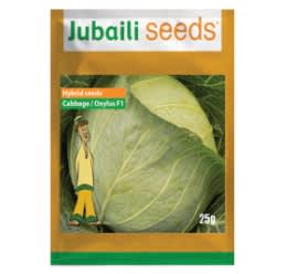 Cabbage –OXYLUS F1- Hybrid Seed