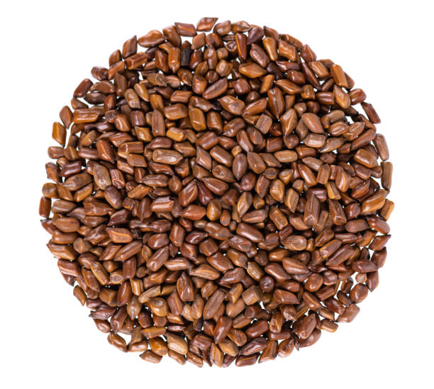 Tora Seed (Senna tora) / Kg