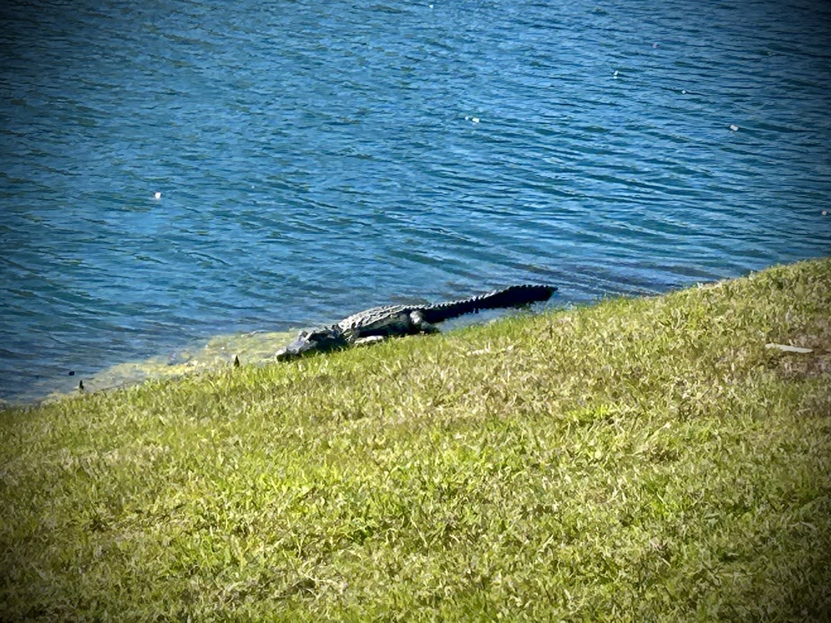 Sunbathing alligator