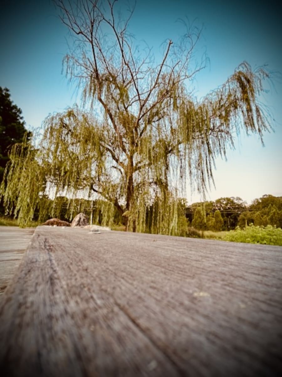 Museum Park