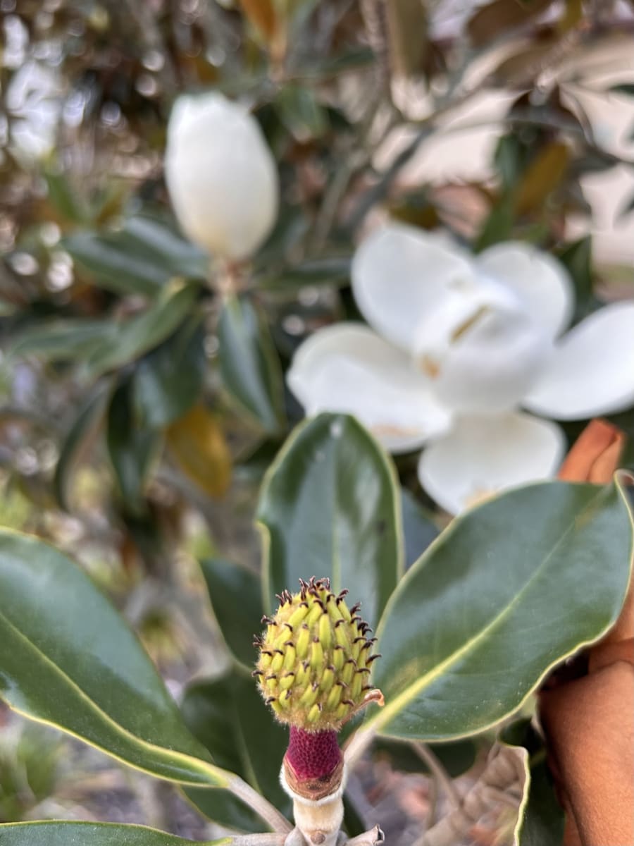 Seed cone of a magnolia, with two stages of bloom out of focus in the background 