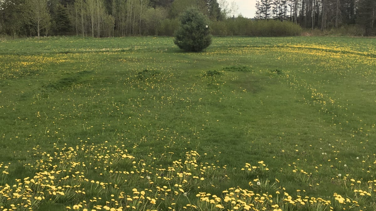Herbe plus longue sur le champ d'épuration