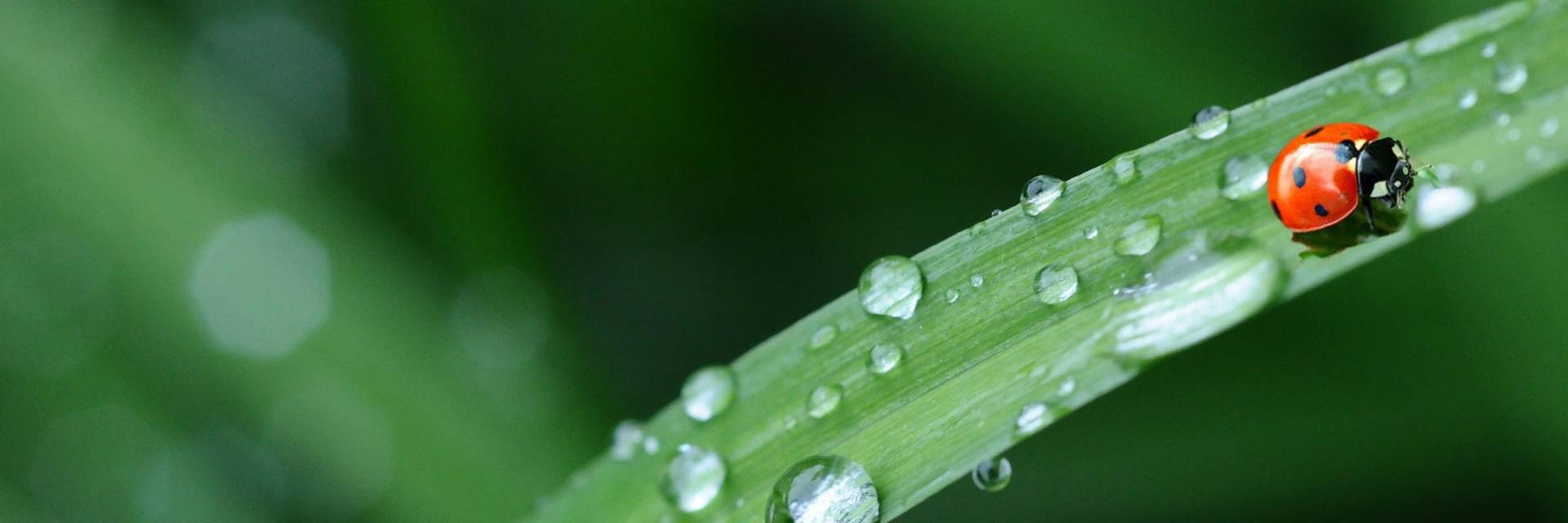 Le cycle de l’eau et votre installation septique