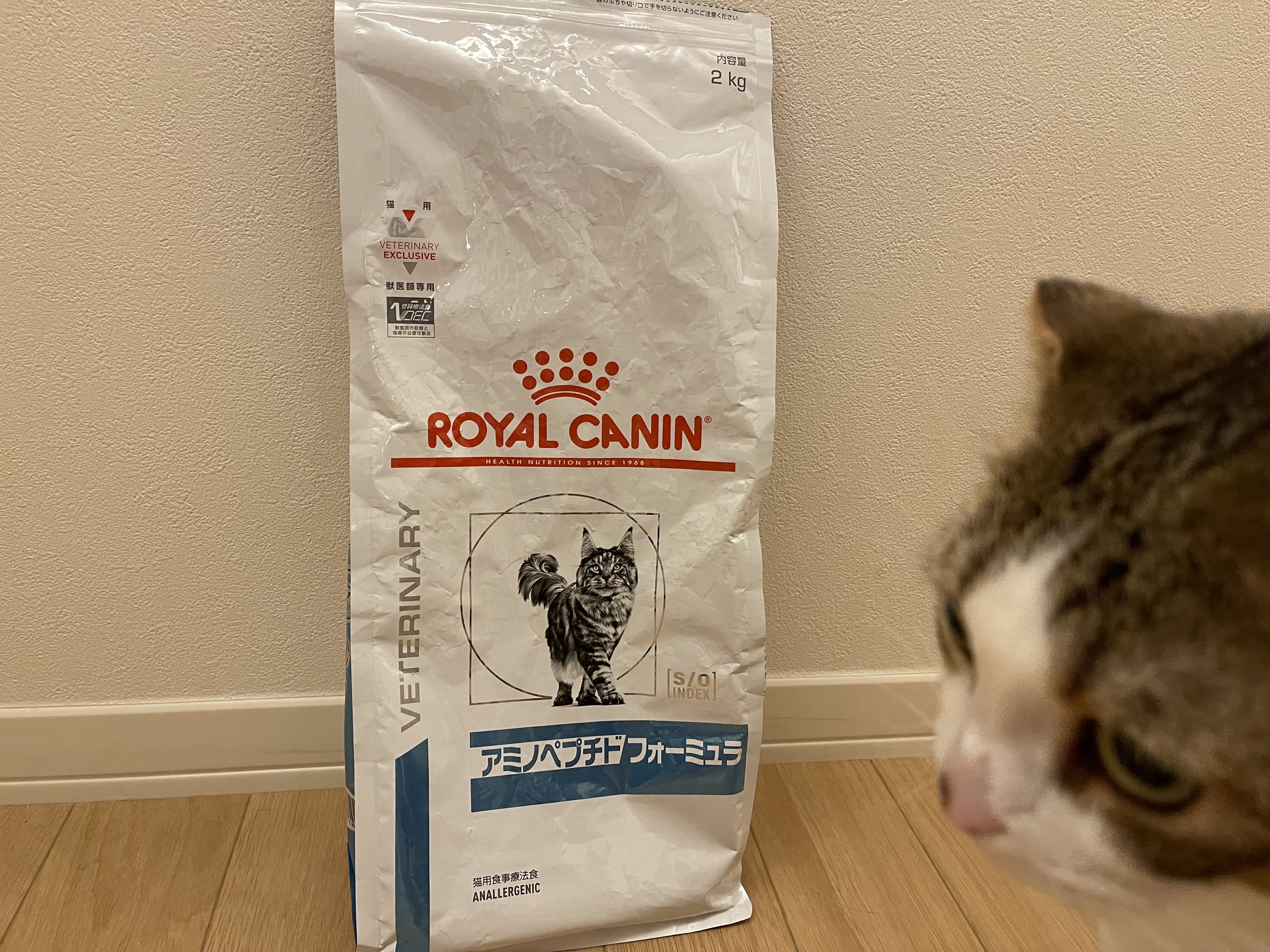 お腹が弱い猫に効くご飯を紹介！