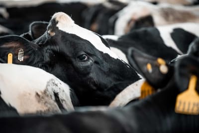 Dairy cattle bluestar 111