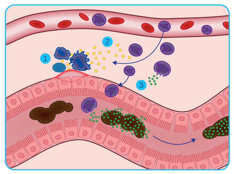Giquest detailer 1 2