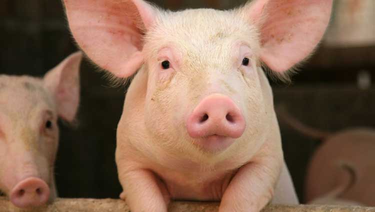 Ab vista to reveal new research into mineral utilisation in piglet diets at pig focus asia